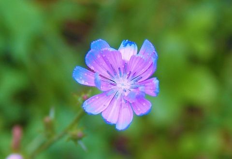 Flower A flower after a light rain. Cichorium intybus,Common Chicory,flower,forest,life,pink,plant,purple,rain,wildlife