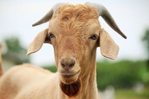 Goat-E A goat with a rather good looking beard. Capra aegagrus hircus,Domestic Goat,cool,domestic goat,farm,goat,heartland,horns