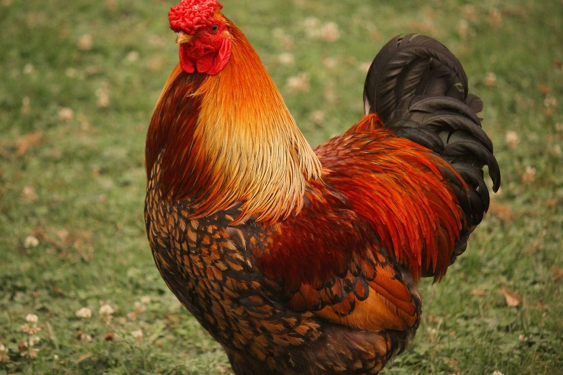 Gamecock A large male chicken. Chicken,Domestic Chicken,Gallus gallus,Gallus gallus var. domesticus,cool,domestic chicken,farm,farmland,heartland,pennsylvania,rooster