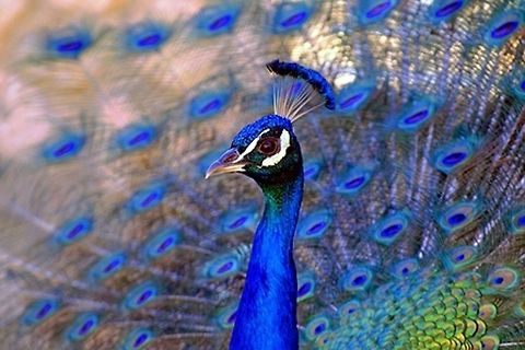image  Blue,Indian peafowl,Pavo cristatus,Peacock,bird,feather