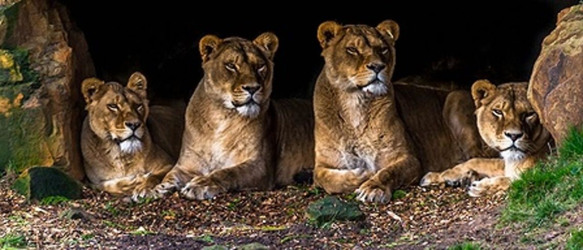 Lions I like to call these the ladies of leisure, they were all huddled together whilst the male was roaming around the grounds. The every routine for these big cats, but a few days later it was decided the male wasn't needed any more and the ladies put themselves in charge Africa,Lion,Lioness,Panthera leo,cat,wild