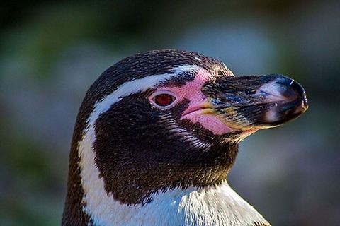 Penguin  Closeup,Humboldt Penguin,Penguin,Spheniscus humboldti,bird,black and white