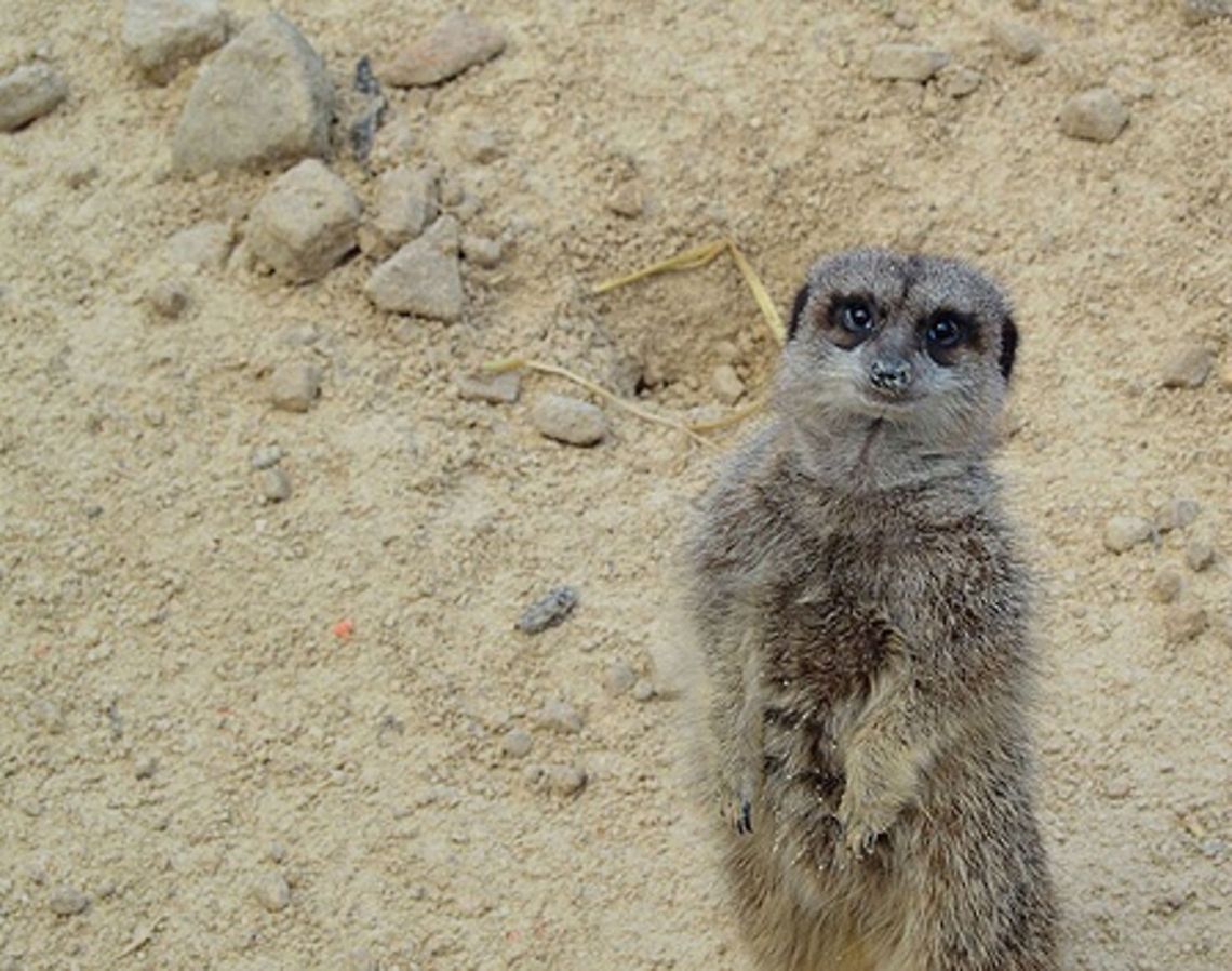 Meerkat Taking photos of some meerkats and this little guy just couldn&#039;t take his eyes off the camera.<br />
Posted one sec ago<br />
 Africa,Eyes,Meerkat,Suricata suricatta