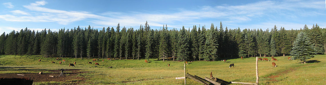 Beaubien This is a site in northeastern New Mexico on a cattle ranch where the cattle are permitted to roam freely. Bos primigenius taurus,Cattle,Geotagged,Philmont,United States,cattle