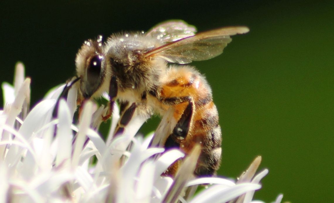 HONEY BEE