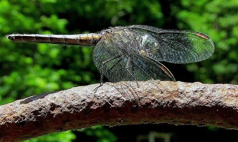 IMG_466322  animalia,anisoptera,biodiversity,insects,libellulidae,odonata