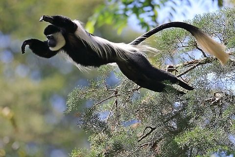 Colobus Monkey in flight.  Colobus guereza,Geotagged,Kenya,Mantled guereza,Spring