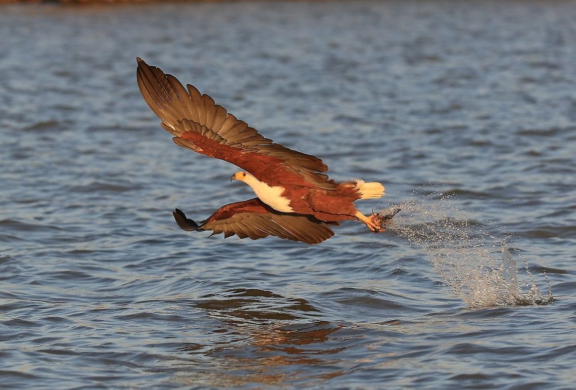 African Fish Eagle.  African Fish Eagle,Fall,Geotagged,Haliaeetus vocifer,Kenya