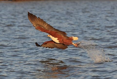 African Fish Eagle.  African Fish Eagle,Fall,Geotagged,Haliaeetus vocifer,Kenya