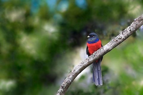 Bar-Tailed-Trogon.  Apaloderma vittatum,Bar tailed trogon,Geotagged,Kenya,Spring