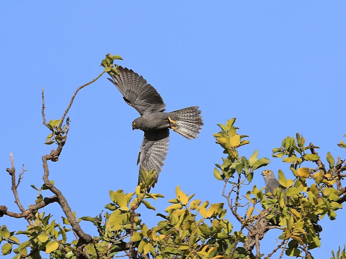 Pair of Grey Kestrels.  Falco ardosiaceus,Geotagged,Grey kestrel,Kenya,Spring