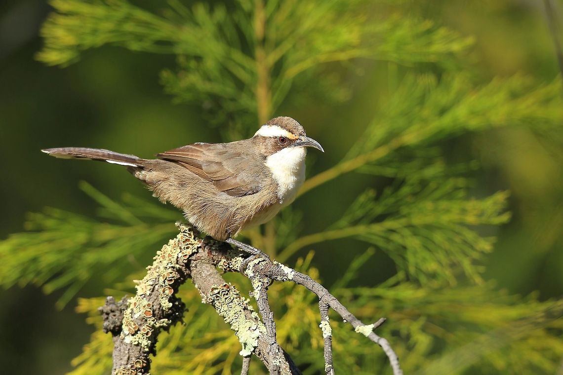 White Browed Babbler. Tend to move around  as a large family feeding mainly on the forest floor. When disturbed usually make plenty of noise. Australia,Geotagged,Pomatostomus superciliosus,White-browed babbler