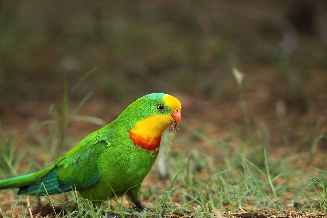 Male Superb Parrot. Confined to a small area in southern Australia. Tends to feed on the ground a lot as do most of the Australian parrots. Australia,Geotagged,Polytelis swainsonii,Superb parrot