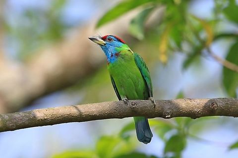 Blue Throated Barbet. Very common throughout Nepal. Blue throated barbet,Geotagged,Megalaima asiatica,Nepal,Spring