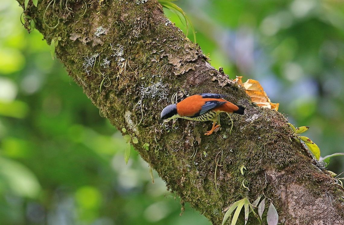 Himalayan Cutia. I dont know much about this beautiful little bird other than to say it was hard to get a decent photo. It was on the move feeding most of the time. Cutia nipalensis,Geotagged,Himalayan cutia,Nepal,Spring