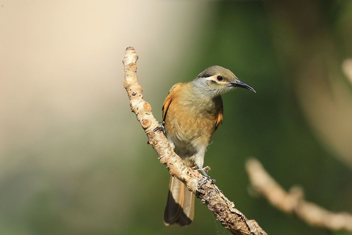 Tawny Brested Honeyeater. Not one of the most attractive honeyeaters in Australia , found in a small area at the top of the cape in the more jungle climate. Australia,Geotagged,Summer,Tawny-breasted honeyeater,Xanthotis flaviventer