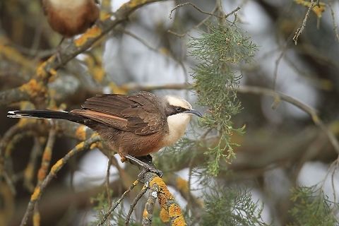 Grey Crowned Babbler. Simlar to the White Browed Babbler but a bit bigger bird. Australia,Geotagged,Grey-crowned babbler,Pomatostomus temporalis,Summer