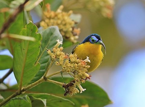Yellow Bellied Sunbird Asity. Proberbly the one of the prettiest little birds i have ever photographed, this is why i enjoy photography. Geotagged,Madagascar,Neodrepanis hypoxantha,Winter,Yellow-bellied sunbird-asity