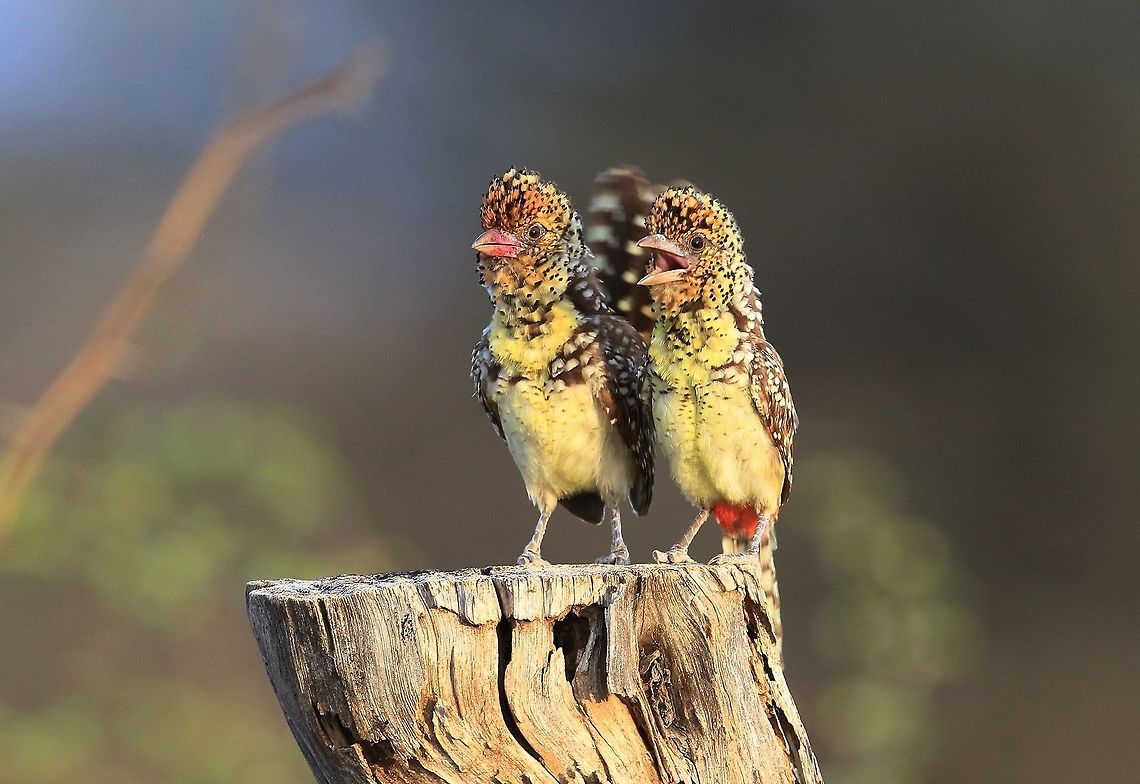 D'arnaud's Barbets I&#039;m sure they were laughing at us, great little birds. DArnauds barbet,Geotagged,Kenya,Spring,Trachyphonus darnaudii