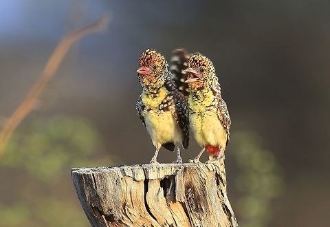 D'arnaud's Barbets I'm sure they were laughing at us, great little birds. DArnauds barbet,Geotagged,Kenya,Spring,Trachyphonus darnaudii