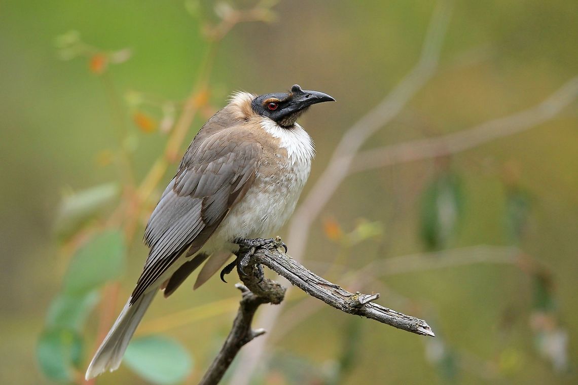 Noisy Friarbird. An oldie back again. Australia,Geotagged,Noisy friarbird,Philemon corniculatus