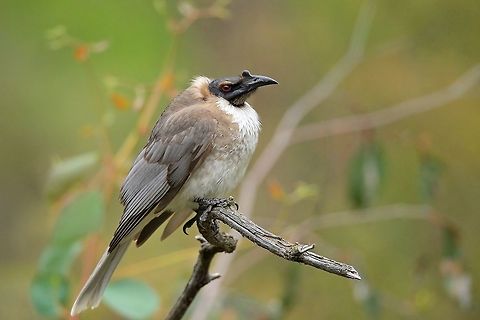 Noisy Friarbird. An oldie back again. Australia,Geotagged,Noisy friarbird,Philemon corniculatus