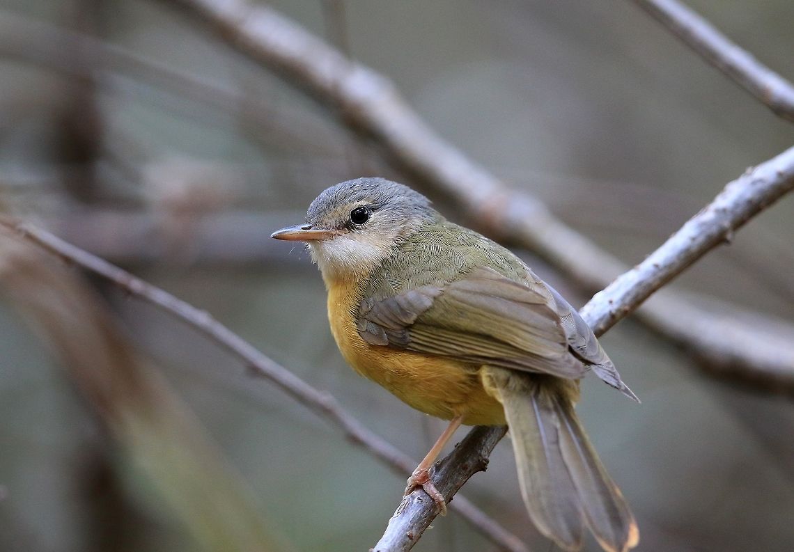 Spectacled.Tetraka. Another Madagascar Jewel. Geotagged,Madagascar,Spectacled tetraka,Winter,Xanthomixis zosterops