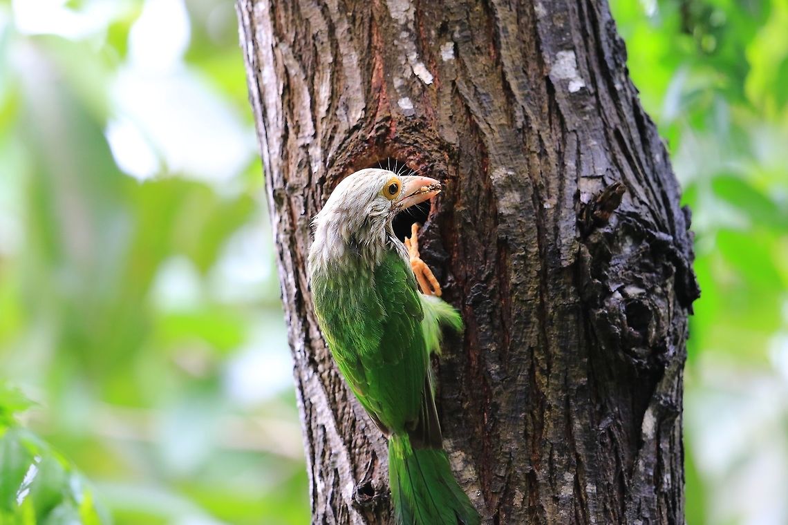 Lineated Barbet.  Geotagged,Megalaima lineata,Nepal,Spring,lineated barbet