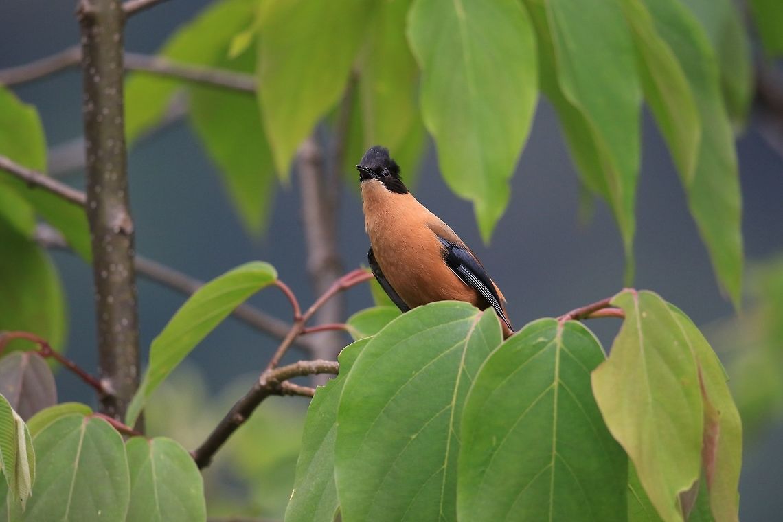 Rufous Sibia.  Geotagged,Heterophasia capistrata,Nepal,Rufous sibia,Spring