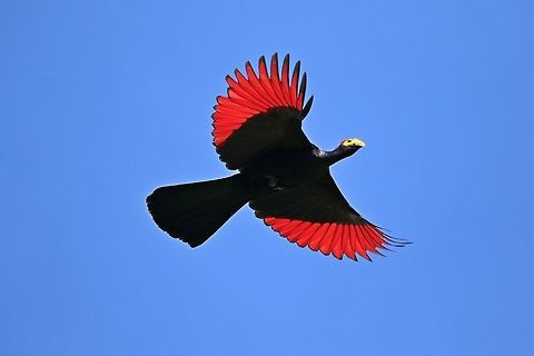 Ross's Turaco.  Fall,Geotagged,Kenya,Musophaga rossae,Rosss Turaco