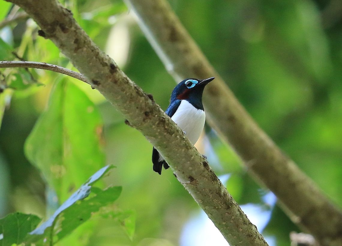 Blissett's Wattle-Eye. Not much detail in this photo as it was near dark and iso fairly high. Fall,Geotagged,Kenya,Platysteira blissetti,Red-cheeked wattle-eye
