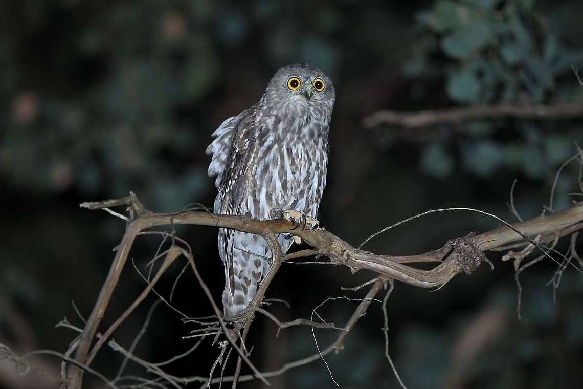 Barking Owl. Can sometimes be mistaken for dogs barking at night. Australia,Barking owl,Geotagged,Ninox connivens