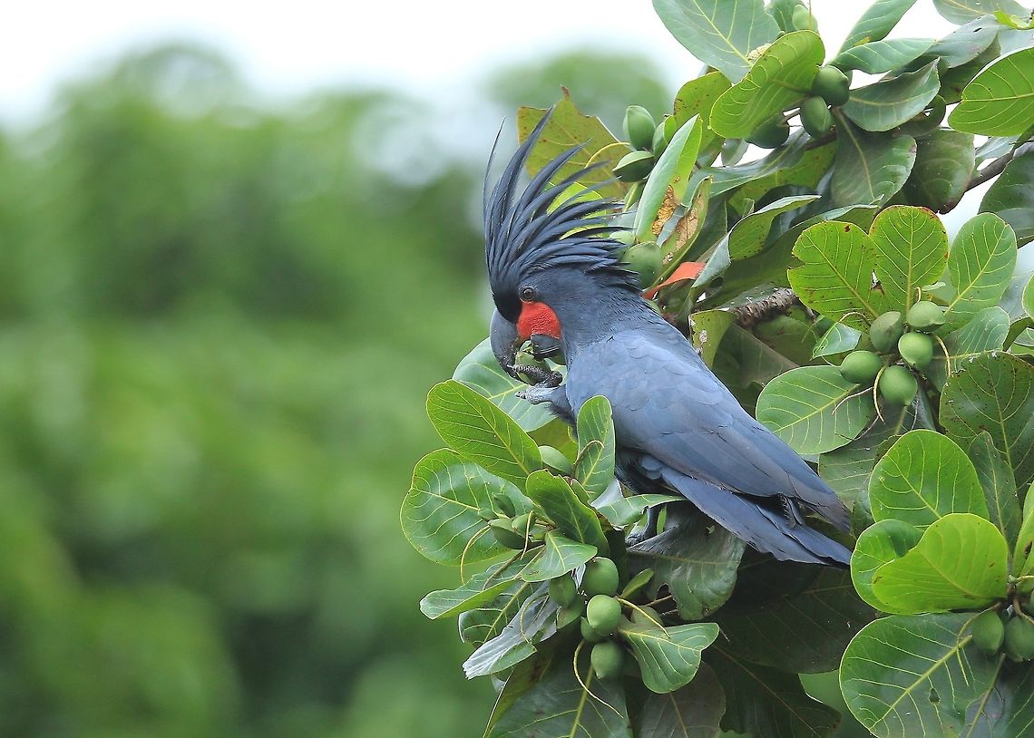 Palm Cockatoo.  Australia,Geotagged,Palm Cockatoo,Probosciger aterrimus