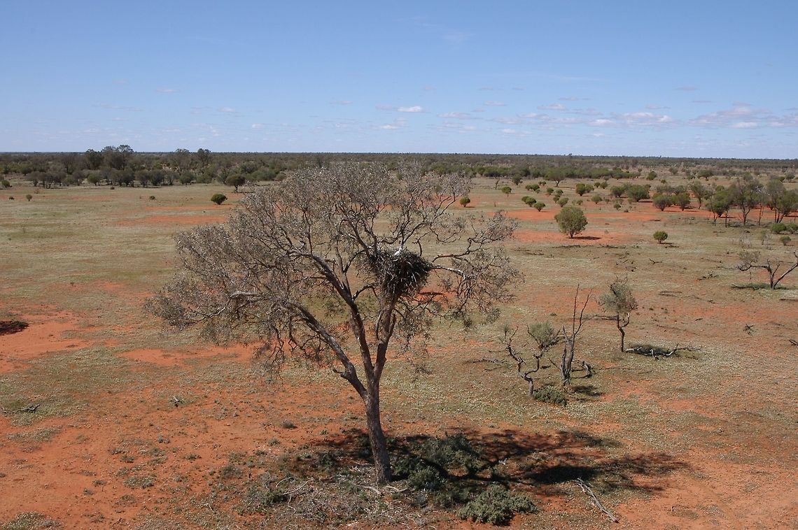 Nest of the Wedge Tailed Eagle. If you look closely at the branch on the right hand side of the nest you can see where the eagles rub their beaks clean before resuming hunting again. These are fairly old images and like most wildlife photographers no longer photograph at nest sites. Most of the nests start off with two chicks and after awhile the dominant chick will evict the other chick .                               Aquila audax,Australia,Geotagged,Wedge-tailed Eagle