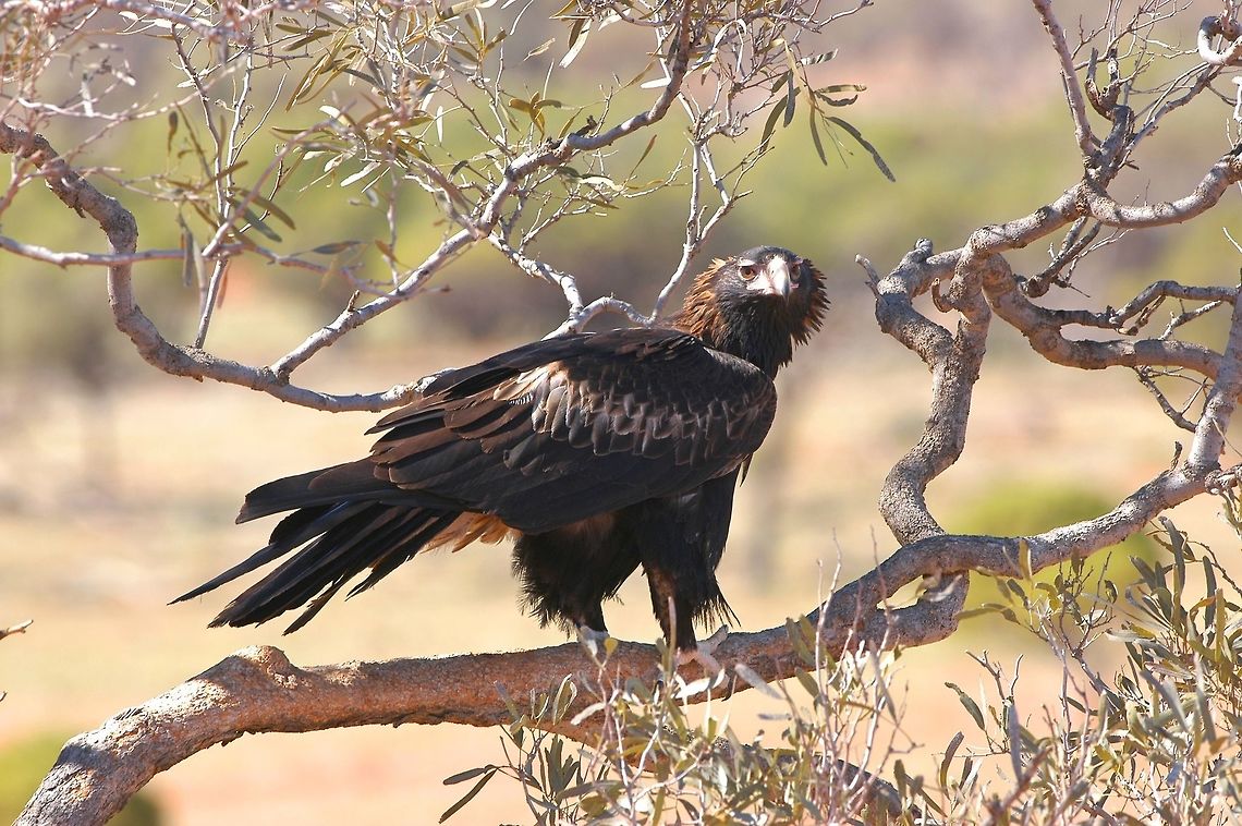 Wedge Tailed Eagle . The eagle has just finished cleaning its beak on the rub branch hence the bark missing and is ready to hunt again. This is the same tree with the chick in the nest.  This is also the branch at this particular nest that the eagles land on when returning from a hunt.                              Aquila audax,Australia,Geotagged,Wedge-tailed Eagle