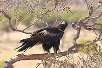 Wedge Tailed Eagle . The eagle has just finished cleaning its beak on the rub branch hence the bark missing and is ready to hunt again. This is the same tree with the chick in the nest.  This is also the branch at this particular nest that the eagles land on when returning from a hunt.                              Aquila audax,Australia,Geotagged,Wedge-tailed Eagle
