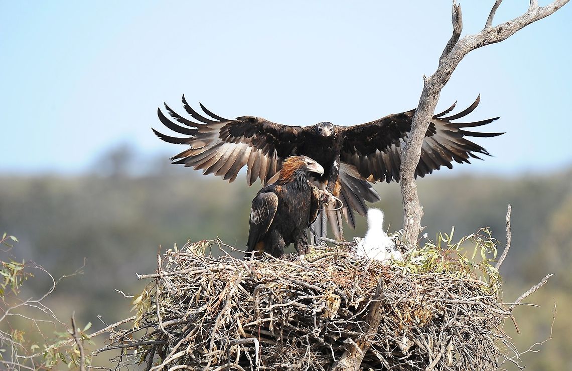 Another Eagle Family. Another time another place  and a different eagle family.The thing that i found very interesting while photographing these magnificent birds was the wide divesity of  food that the eagles brought back to the chicks. It ranged from small kangaroos, pigs, birds, rabbits, lizards and the odd lamb. The male eagle dose most of the hunting while the chicks are small as the female eagle stays in the nest to give shade to the chicks, temps can reach 40 deg most days. Aquila audax,Australia,Geotagged,Wedge-tailed Eagle