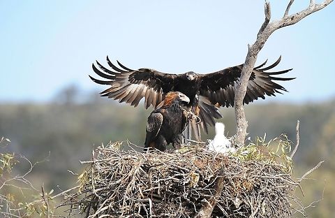 Another Eagle Family. Another time another place  and a different eagle family.The thing that i found very interesting while photographing these magnificent birds was the wide divesity of  food that the eagles brought back to the chicks. It ranged from small kangaroos, pigs, birds, rabbits, lizards and the odd lamb. The male eagle dose most of the hunting while the chicks are small as the female eagle stays in the nest to give shade to the chicks, temps can reach 40 deg most days. Aquila audax,Australia,Geotagged,Wedge-tailed Eagle