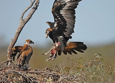 Another time same eagle family. The cycle never stops the next time the eagle returns it may have a duck, magpie ,small fox or even a small emu chick. Sorry for the gory bits but this is how it happens. The eagles will chase and dive bomb a female kangaroo forcing her to eject her small joey then  they will normally eat some of the joey to reduce the weight which has to be carried back to the nest to feed the chick or chicks. You may also notice in the photo that the prey is always held in one talon as they still need one talon to land with. They very rarely carry prey in their beaks back to the nest. Aquila audax,Australia,Geotagged,Wedge-tailed Eagle