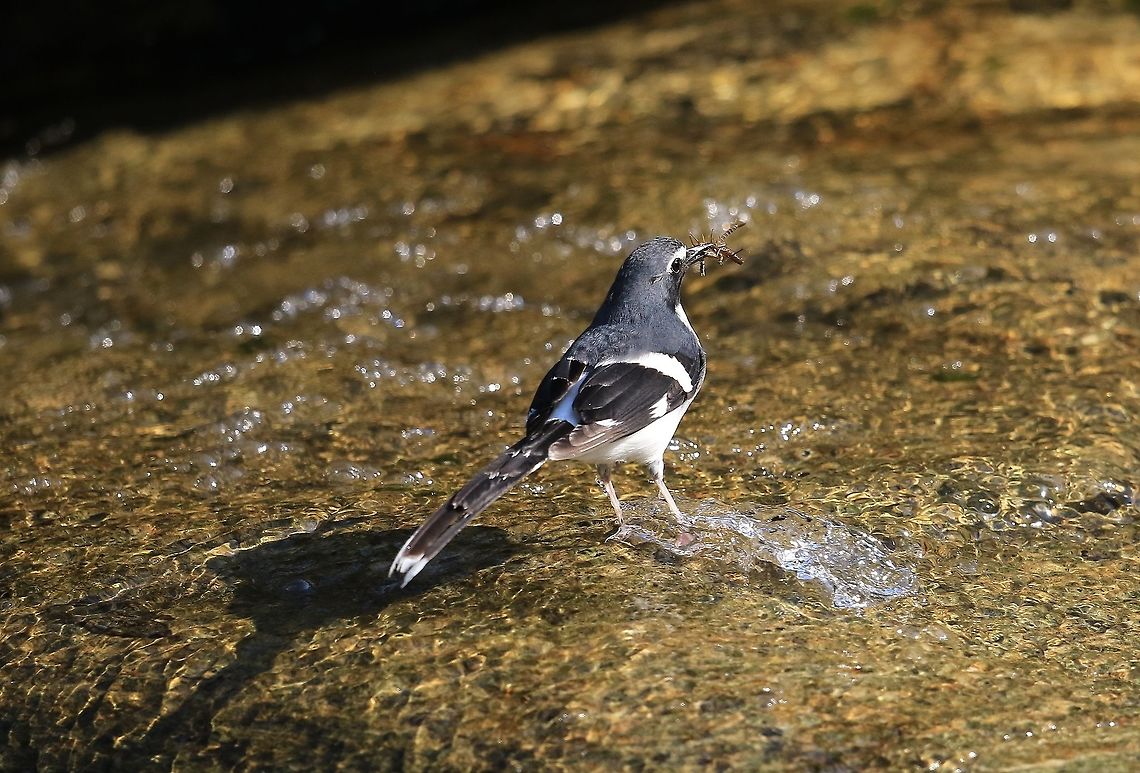 Slaty Backed Forktail. Found in small streams high in the mountains of Nepal. Enicurus schistaceus,Geotagged,Nepal,Spring,slaty backed forktail