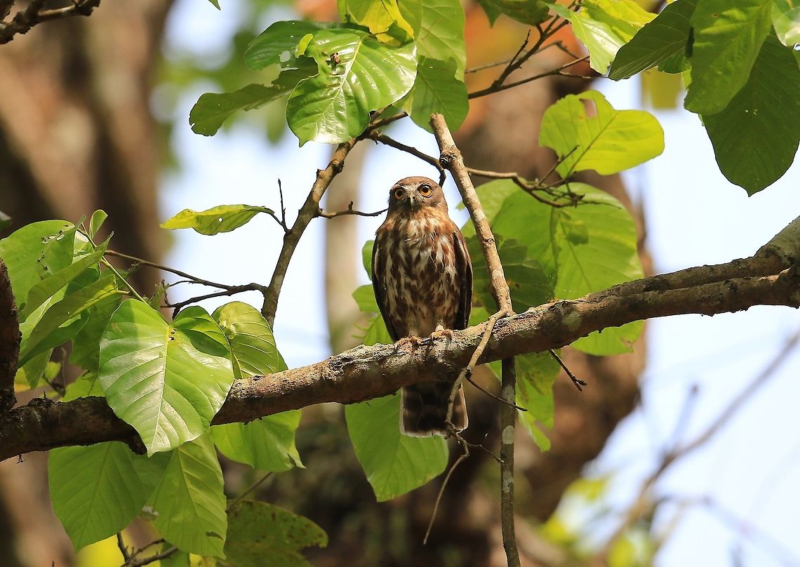 Brown Hawk Owl.  Brown Hawk owl,Fall,Geotagged,Kenya,Ninox scutulata