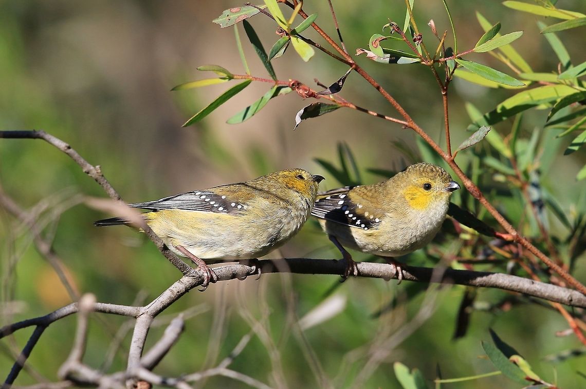 Forty Spotted Pardalotes One of Australia&#039;s rarest birds.This pair were photographed in Tasmania. Australia,Forty-spotted pardalote,Geotagged,Pardalotus quadragintus,Winter