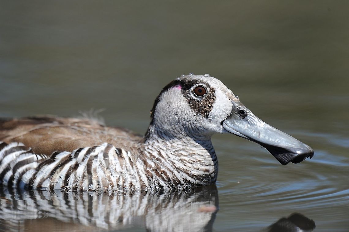 Pink Eared Duck. These ducks tend to find an old egrets nest and pluck all the down from their body to line the stick nest, can be 6-12 meters above the water at times. Australia,Geotagged,Malacorhynchus membranaceus,Pink-eared duck