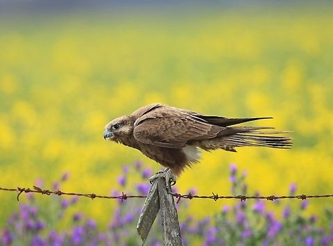 Black Falcon. This is probably a young bird as the adult birds are very dark. Australia,Black falcon,Falco subniger,Geotagged,Summer
