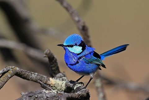 Male Splendid Wren.  Australia,Geotagged,Malurus splendens,Splendid fairywren,Winter