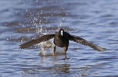 Eurasian Coot.  Australia,Eurasian Coot,Fulica atra,Geotagged,Winter