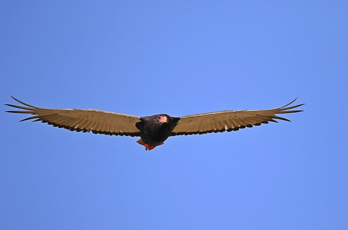 Bateleur Eagle.  Bateleur,Fall,Geotagged,Kenya,Terathopius ecaudatus