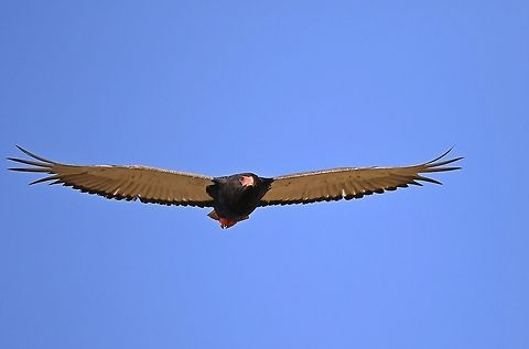 Bateleur Eagle.  Bateleur,Fall,Geotagged,Kenya,Terathopius ecaudatus