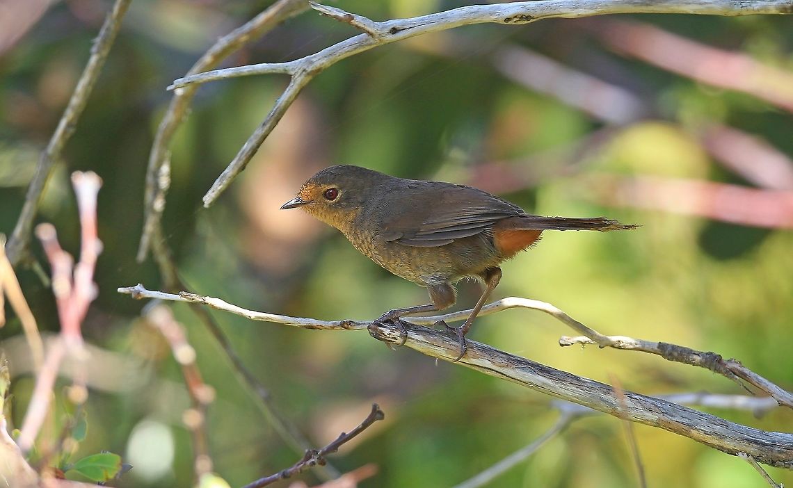 Pilotbird. This little bird is found in wet forest areas. Australia,Geotagged,Pilotbird,Pycnoptilus floccosus,Summer