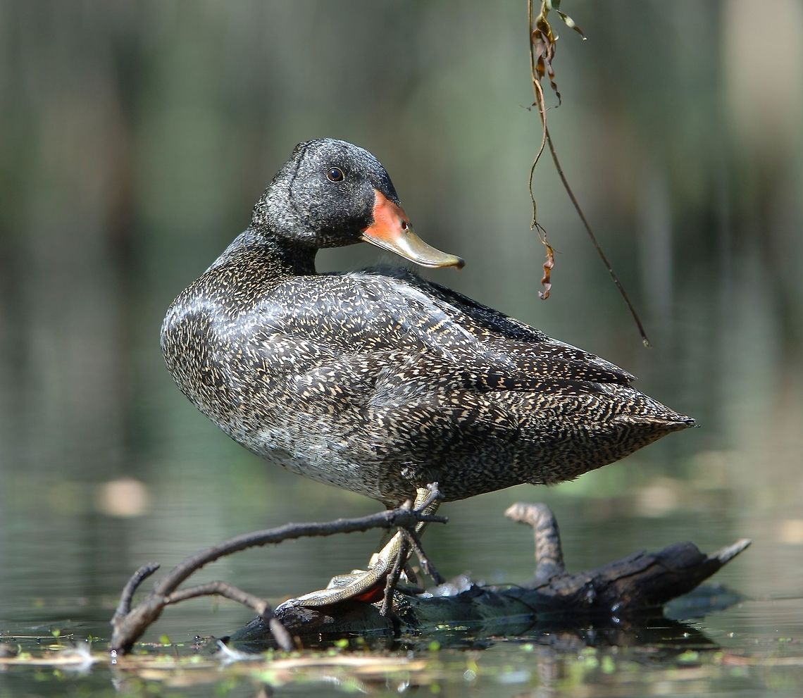 Male Freckled Duck. This male is comming into breeding season as the base of the bill is changing to a darker red. This bird was asleep when i took the photo and lifted its head when the shutter went off. One of the rarer ducks in Australia. Australia,Freckled Duck,Geotagged,Stictonetta naevosa